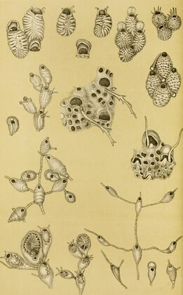 Polyzoa XV — size preview