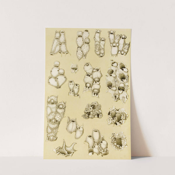 Polyzoa XVII by Frederick McCoy