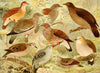 Pombas