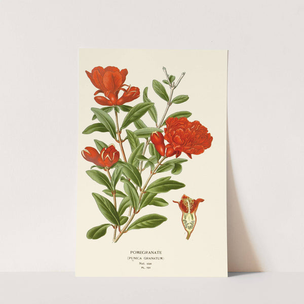 Pomegranate (1896-1897) by Edward Step