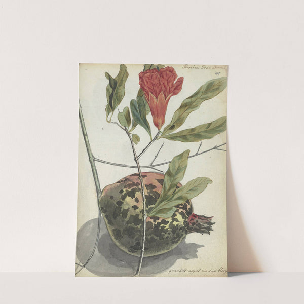 Pomegranate by Jan Brandes