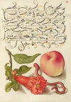 Pomegranate, Worm, and Peach (1561–1596)