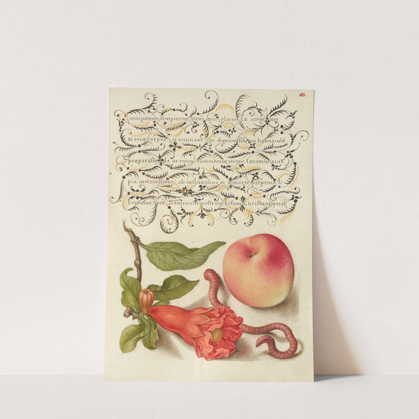 Pomegranate, Worm, and Peach (1561–1596) by Joris Hoefnagel