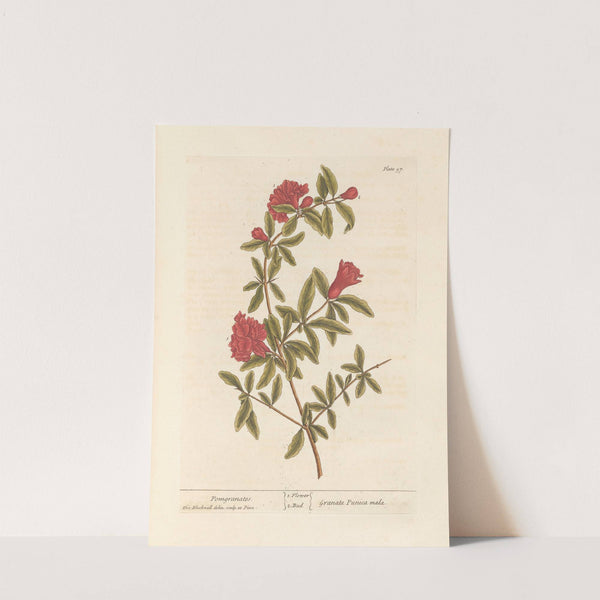 Pomgranates by Elizabeth Blackwell