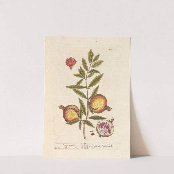 Pomgranates. by Elizabeth Blackwell