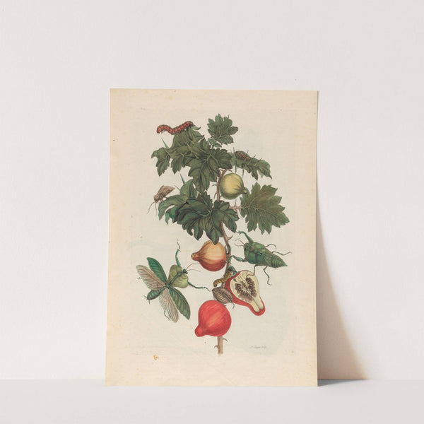 Pomme de Sodome (1719) by Maria Sibylla Merian