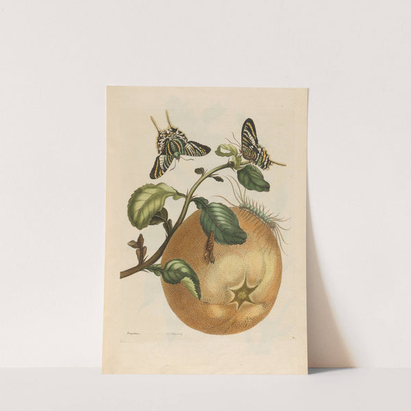 Pompelmous (1719) by Maria Sibylla Merian