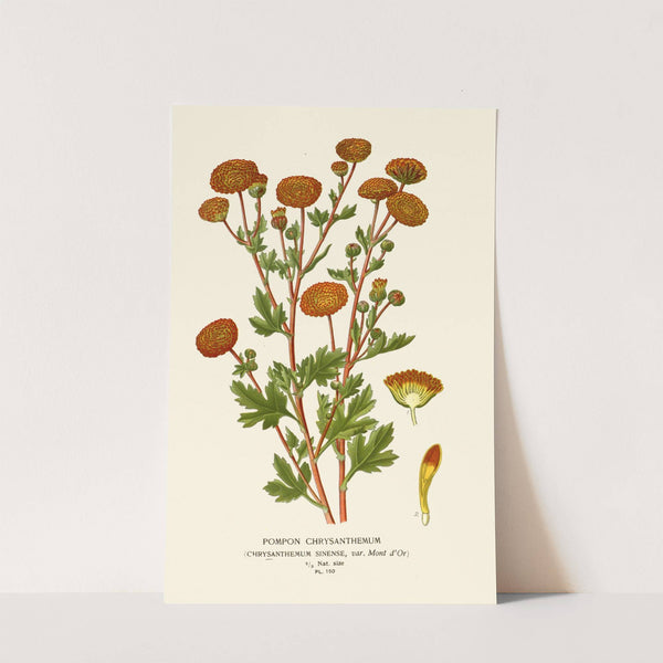 Pompon Chrysanthemum (1896-1897) by Edward Step