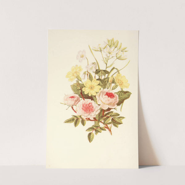 Pompon Rose, Star of Bethlehem, Primrose, Wood Sorrel by Robert Tyas