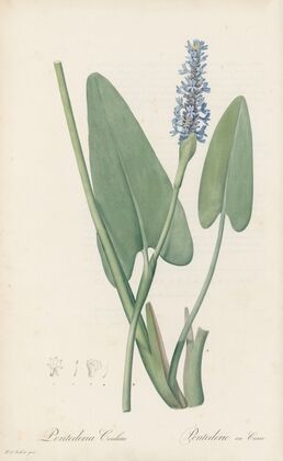 Pontederia cordata (1802-1816)