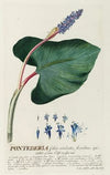 Pontederia