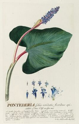 Pontederia