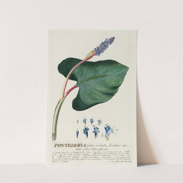 Pontederia by Georg Dionysius Ehret