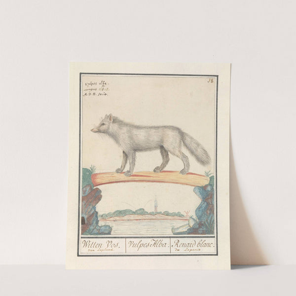 Poolvos (Vulpes lagopus) Witten Vos. Vulpes Alba. Renard blanc. de Laponie (1596-1610) by Anselmus Boëtius de Boodt