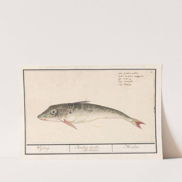 Poon (Triglidae) Wijting. Asellus Mollis. Merlangius. Merlan (1596-1610) by Anselmus Boëtius de Boodt