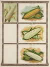 Pop Corn, Sweet Corn (1921)