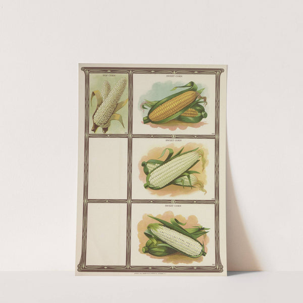 Pop Corn, Sweet Corn (1921) by Genesee Valley Lithograph Co.