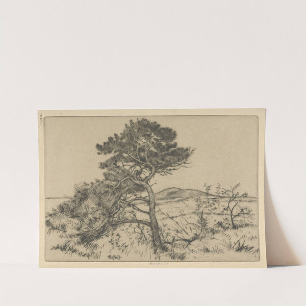 Popham Pines (1900-1925) by Ernest Haskell