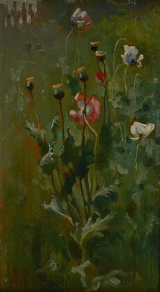 Poppies in Bloom