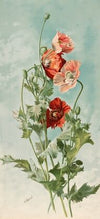 Poppies