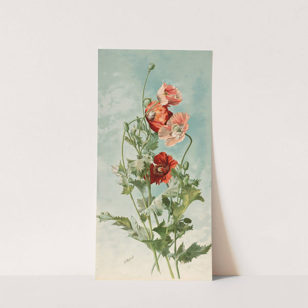 Poppies by Thaddeus Welch