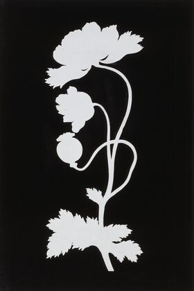 Poppy