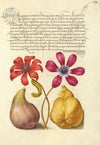 Poppy Anemones, Caterpillar, Fig, and Quince (1561–1596)