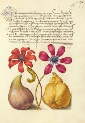 Poppy Anemones, Caterpillar, Fig, and Quince (1561–1596)
