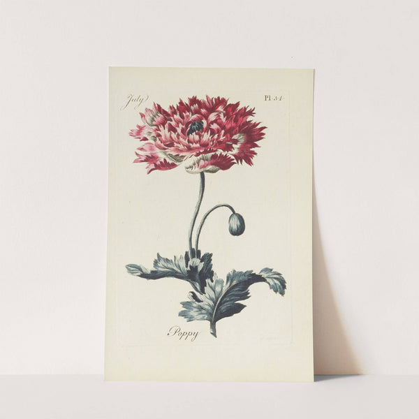Poppy (1770) by Carington Bowles