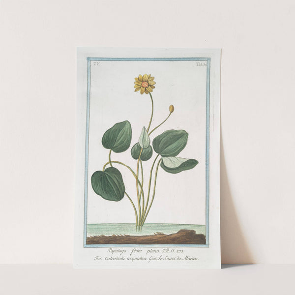 Populago flore pleno - Calendola acquatica - Le Souci de Marais. (Marsh Marigold) by Giorgio Bonelli