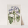 Porcelain blue Hindsia (1815-1819) by Sydenham Edwards
