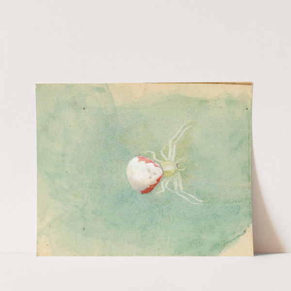 Porcelain-White Spider by Emma Beach Thayer