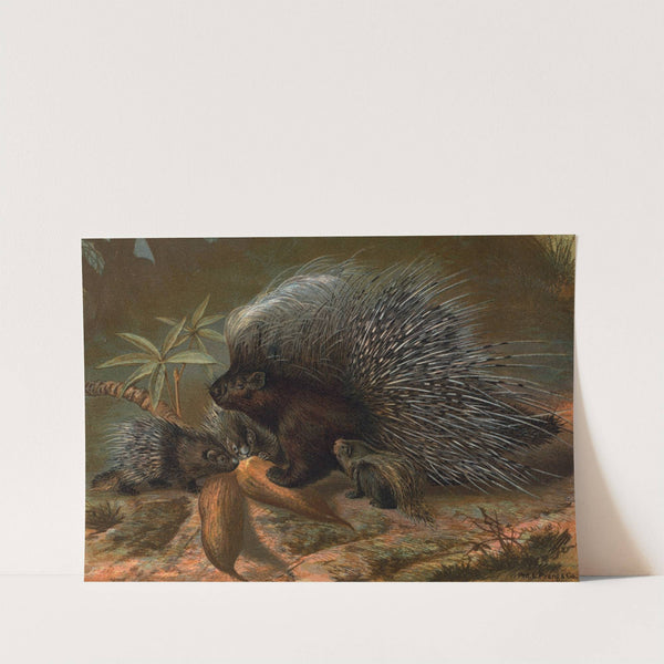 Porcupine. by John George Wood