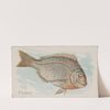 Porgy (1889) by Allen & Ginter