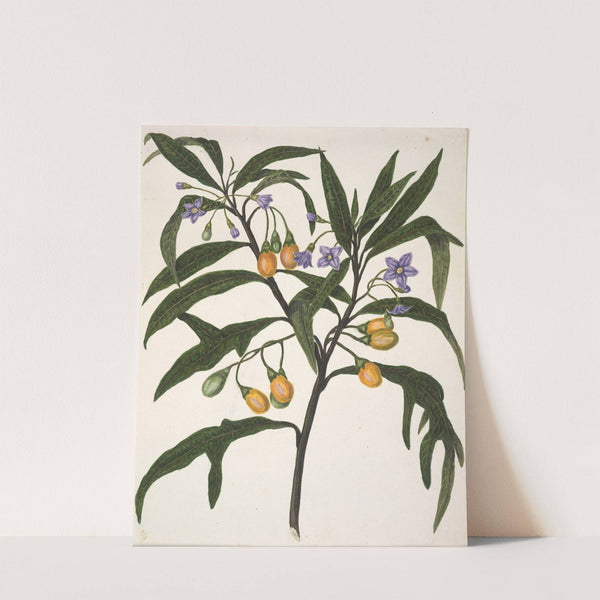 Poroporo by Sarah Featon