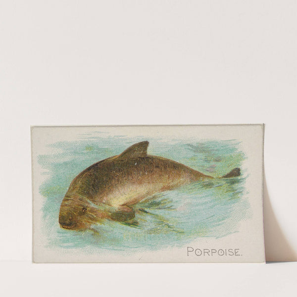 Porpoise (1889) by Allen & Ginter