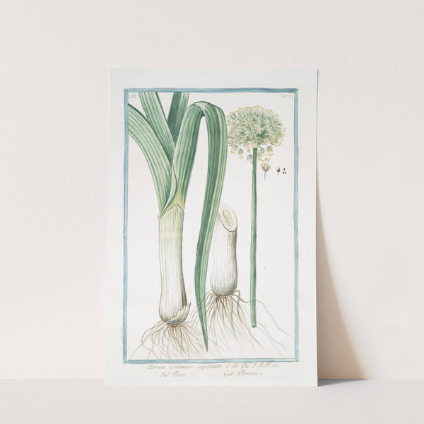 Porrum commune capitatum - Porro - Porreau. (Leek) by Giorgio Bonelli