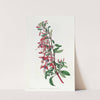 Port Famine Fuchsia (1815-1819) by Sydenham Edwards