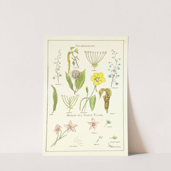 Portfolio, Historic Ornament Pl 37 by Elizabeth A. Nedwill