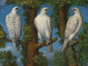 Portrait Of A Gyrfalcon, Viewed From Three Sides
