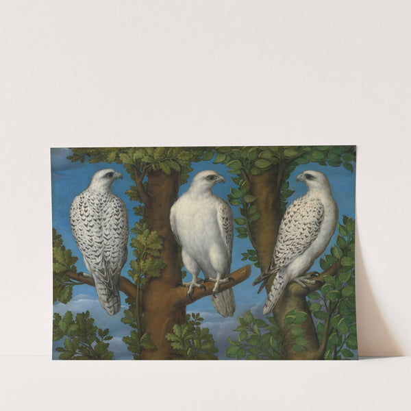 Portrait Of A Gyrfalcon, Viewed From Three Sides by Lombard Master