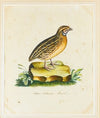 Portrait Of A Quail