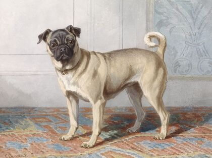 Portrait of Edwin vom Rath’s Pug