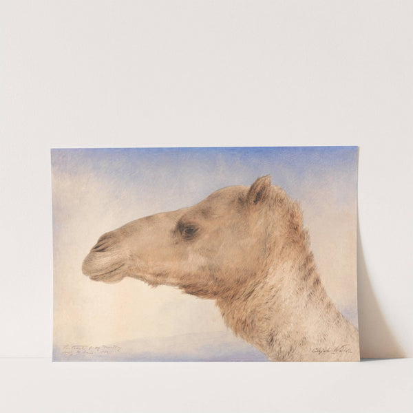 Portrait of the Artist's Dromedary by Elijah Walton