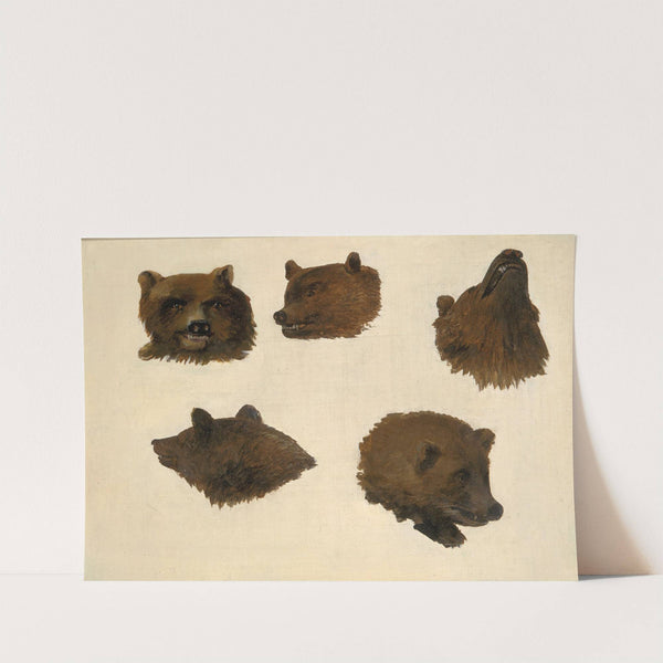 Portraits of Two Grizzly Bears, From Life by George Catlin