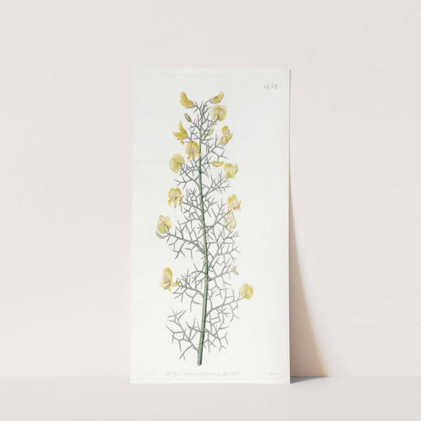 Portuguese Furze (1815-1819) by Sydenham Edwards