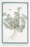 Portulaca Carassavica, lanuginosa, Kali folio, humilior, et supina – Porcacchia marina – Pourpier. (Purslane)