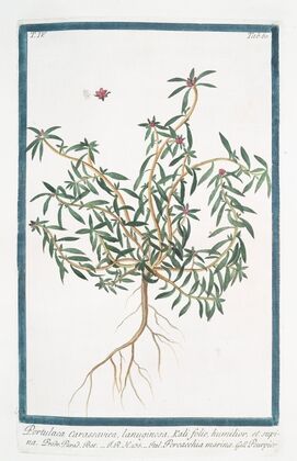 Portulaca Carassavica, lanuginosa, Kali folio, humilior, et supina – Porcacchia marina – Pourpier. (Purslane)