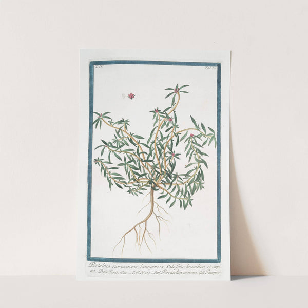 Portulaca Carassavica, lanuginosa, Kali folio, humilior, et supina - Porcacchia marina - Pourpier. (Purslane) by Giorgio Bonelli