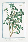 Portulaca, latifolia, sive lativa – Porcacchia maggiore – Pourpier. (Purslane, Moss Rose)